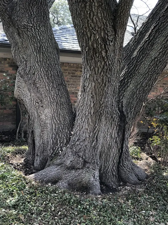 Mature heritage tree close to a Seneca property cared for by certified arborists